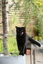 British Shorthair black cat in the garden Royalty Free Stock Photo