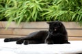 British Shorthair black cat in the garden Royalty Free Stock Photo