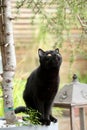 British Shorthair black cat portrait among branches Royalty Free Stock Photo