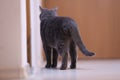 British Shorthair cat, back view