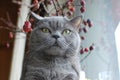 British shorthair blue cat