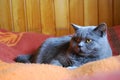 British shorthair blue cat