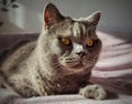 British shorthair blue cat is resting on the couch. Royalty Free Stock Photo