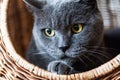 British Shorthair Blue cat in the wicker basket Royalty Free Stock Photo