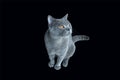 British shorthair blue colour, Beautiful smart cat and yellow eyes sitting on a black background Royalty Free Stock Photo