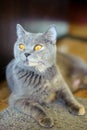 British Shorthair blue female. Royalty Free Stock Photo