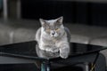 British shorthair blue-grey color was sitting on the black table in the house on a dark background Royalty Free Stock Photo