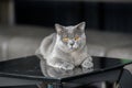 British shorthair blue-grey color was sitting on the black table in the house on a dark background Royalty Free Stock Photo