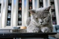 British shorthair blue-grey color was sitting on the black table in the house on a dark background Royalty Free Stock Photo