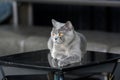 British shorthair blue-grey color was sitting on the black table in the house on a dark background Royalty Free Stock Photo