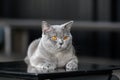 British shorthair blue-grey color was sitting on the black table in the house on a dark background Royalty Free Stock Photo