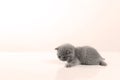 Small kitten against a white background