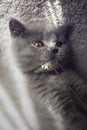 British shorthair blue kitten playing with jewelry Royalty Free Stock Photo