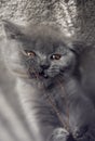 British shorthair blue kitten playing with jewelry Royalty Free Stock Photo