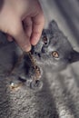 British shorthair blue kitten playing with jewelry Royalty Free Stock Photo