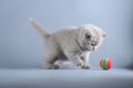 British Shorthair blue kitten playing with a ball