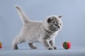 British Shorthair blue kitten playing with a ball