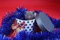 Kitten as Christmas gift in a present box Royalty Free Stock Photo