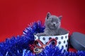 Kitten as Christmas gift in a present box, red background Royalty Free Stock Photo