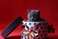 Kitten as Christmas gift in a present box, red background Royalty Free Stock Photo