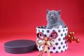 Kitten as Christmas gift in a present box, red background Royalty Free Stock Photo