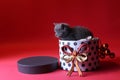 Kitten as Christmas gift in a present box, red background Royalty Free Stock Photo