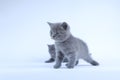 British Shorthair kitten, white  background Royalty Free Stock Photo