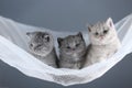 British Shorthair blue and lilac kittens on a white net, portrait Royalty Free Stock Photo