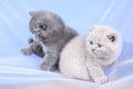 British Shorthair blue and lilac kittens on a white net, portrait Royalty Free Stock Photo