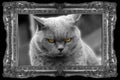 British shorthair or carthusian cat in silver frame Royalty Free Stock Photo