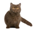 British shorthair cat, 1 year old Royalty Free Stock Photo