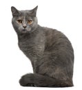 British Shorthair cat, 1 year old, sitting Royalty Free Stock Photo