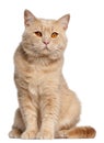 British Shorthair cat, 1 year old, sitting Royalty Free Stock Photo