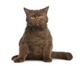 British shorthair cat, 11 months old Royalty Free Stock Photo