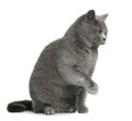 British shorthair cat, 12 months old Royalty Free Stock Photo