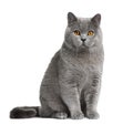 British shorthair cat, 12 months old Royalty Free Stock Photo
