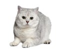 British shorthair cat, 15 months old Royalty Free Stock Photo