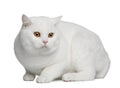 British shorthair cat, 15 months old Royalty Free Stock Photo