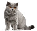 British Shorthair cat, 2 years old Royalty Free Stock Photo