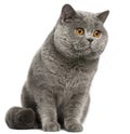 British Shorthair cat, 2 years old Royalty Free Stock Photo