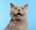 British Shorthair cat, 2 years old Royalty Free Stock Photo