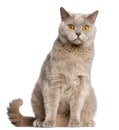 British Shorthair cat, 2 years old, sitting Royalty Free Stock Photo