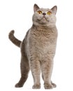 British Shorthair cat, 2 years old, standing Royalty Free Stock Photo