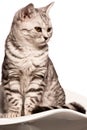 British shorthair cat Royalty Free Stock Photo