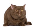 British shorthair cat, 4 years old Royalty Free Stock Photo