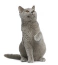 British shorthair cat, 7 months old Royalty Free Stock Photo