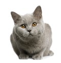 British shorthair cat, 7 months old Royalty Free Stock Photo