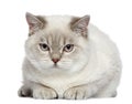 British shorthair cat, 7 months old Royalty Free Stock Photo