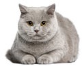 British Shorthair cat, 8 months old Royalty Free Stock Photo