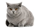 British Shorthair Cat, 8 months old, sitting Royalty Free Stock Photo